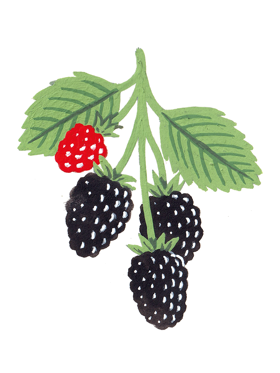 Thumbnail for blackberries