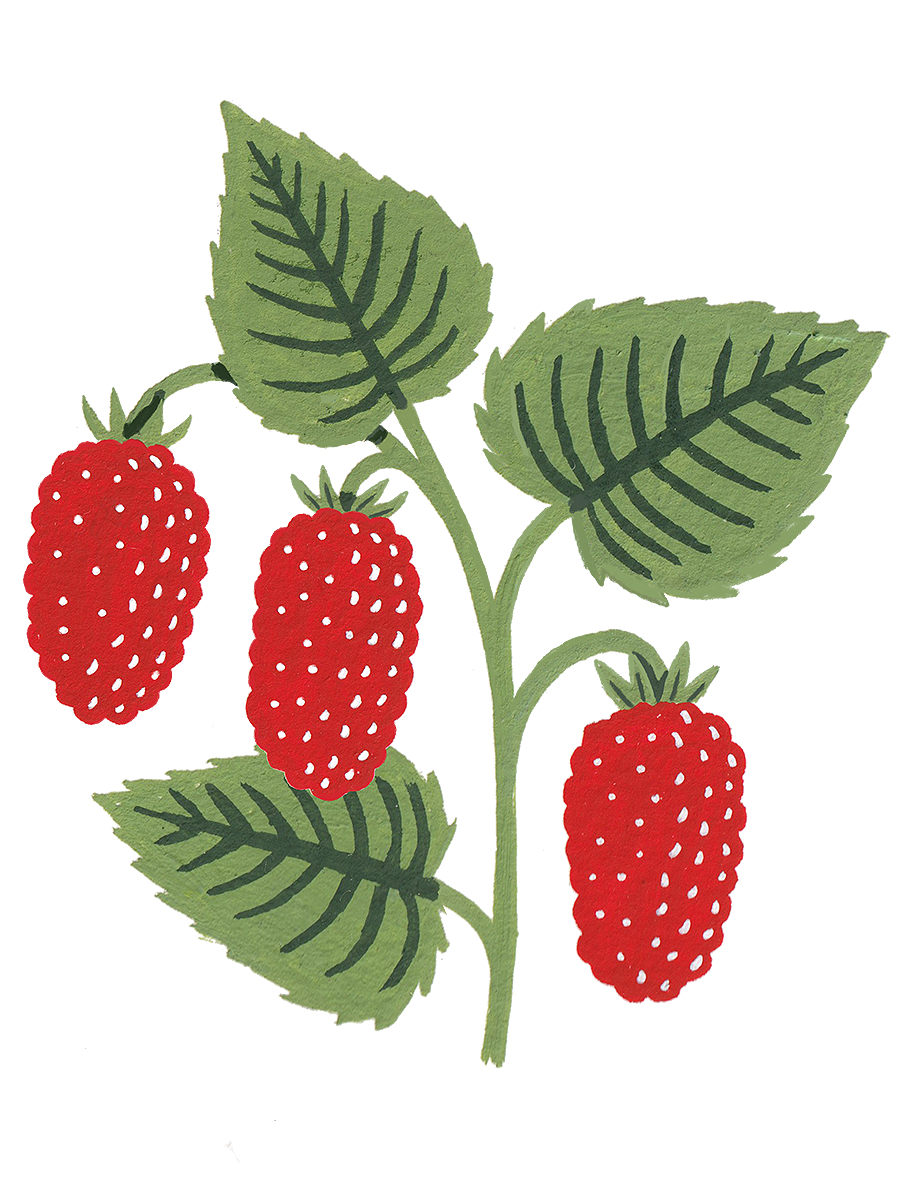 Thumbnail for logan berries